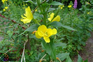 Oenothera biennis (1)4